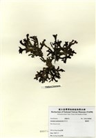 藏品(鳳尾菜)的圖片